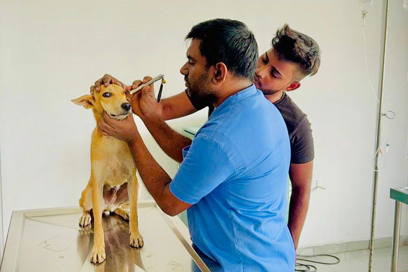 Odoo - Sample 3 for three columns